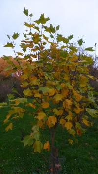 Liriodendron tulipifera (Liliovník tulipánokvětý 'Jackson')