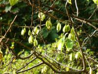 Halesia carolina (Halézie karolínská)