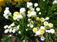 Ammobium alatum (Pískožil křídlatý 'Bikiny')