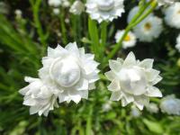 Ammobium alatum (Pískožil křídlatý 'Bikiny')
