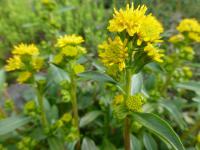 Solidago cutleri (Zlatobýl Cutlerův)