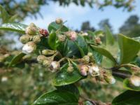 Cotoneaster foveolatus (Skalník jamkatý - větévka s květy)