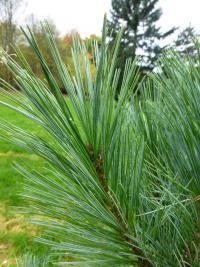 Pinus stylesii (Borovice Stylesova)