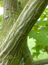 Acer rufinerve Albolimbatum (Javor rezavožilný - kmen)