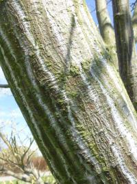 Acer rufinerve Albolimbatum (Javor rezavožilný - kmen)