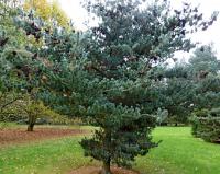 Pinus parviflora (Borovice drobnokvětá 'Nisbeth')