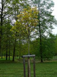 Acer (Javor)