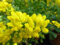 Coronilla valentina (Čičorka silná)