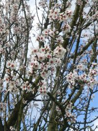 Amygdalus communis (Mandloň obecná)