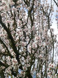 Amygdalus communis (Mandloň obecná)