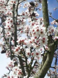 Amygdalus communis (Mandloň obecná)