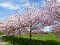 Prunus sargentii (Višeň Sargentova 'Accolade')