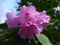 Rhododendron oreodoxa (Pěnišník horský)
