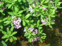Daphne circassica (Lýkovec)