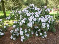 Rhododendron (Pěnišník 'Schneeauge')