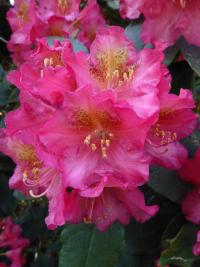 Rhododendron (Pěnišník 'Moravanka')