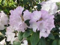 Rhododendron degronianum subsp. yakushimanum (Pěnišník jakušimský 'Silberglanz')