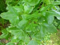 Acer monspessulanum (Javor francouzský)