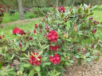 Rhododendron  'Tarantella'  pěnišník rostlina