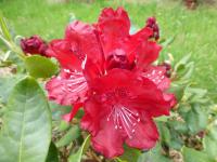 Rhododendron          'Tarantella'  pěnišník květy, květenství