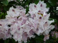 Rhododendron 'Priska' pěnišník květy, květenství Rhododendron 'Priska' pěnišník květy, květenství