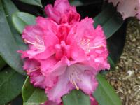 Rhododendron degronianum subsp. yakushimanum (Pěnišník jakušimský 'Arabella')