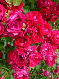 Rosa (Růže 'Flammentanz')