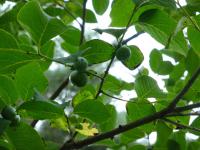 Diospyros virginiana (Tomel viržinský)