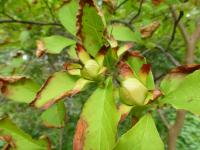 Stewartia monadelpha (Stewartie jednobratrá)