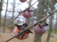 Diospyros virginiana (Tomel viržinský - větévky s plody)