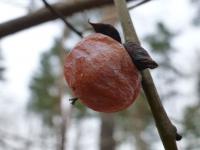 Diospyros virginiana (Tomel viržinský - větévka s plodem)