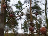 Diospyros virginiana (Tomel viržinský - větévky s plody)
