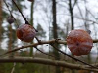 Diospyros virginiana (Tomel viržinský - větévky s plody)
