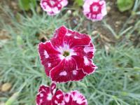Dianthus (Hvozdík 'Sops-in-Wine')