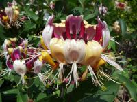 Lonicera periclymenum (Zimolez ovíjivý)