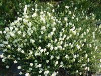 Helianthemum (Devaterník)