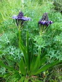 Scilla peruviana (Ladoňka mnohokvětá)