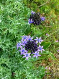Scilla peruviana (Ladoňka mnohokvětá)