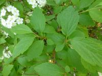 Spiraea x blanda (Tavolník příjemný)