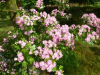 Crataegus laevigata (Hloh obecný 'Masekii')