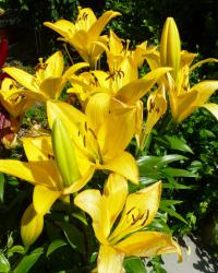 Lilium x hybridum  'Serrada'  lilie rostlina