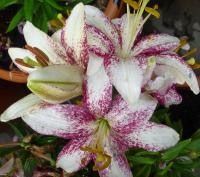 Lilium (Lilie 'Crossover Asijské hybridy nízké')