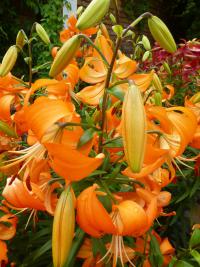 Lilium (Lilie 'Otava' - Asijské hybridy vysoké)