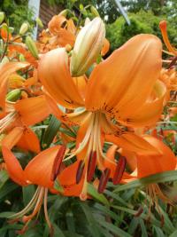 Lilium (Lilie 'Otava' - Asijské hybridy vysoké)