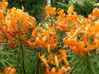 Lilium (Lilie 'Otava' - Asijské hybridy vysoké)