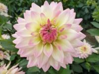 Dahlia (Jiřinka 'Emília Vašáryová')