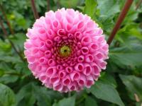 Dahlia (Jiřinka 'Ebro')