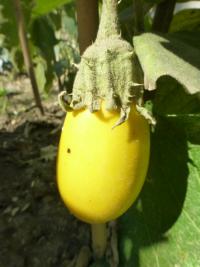 Solanum melongena (Lilek vejcoplodý)