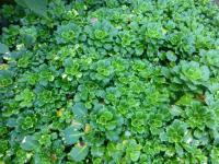 Saxifraga umbrosa (Lomikámen stinný 'Aureopunctata')