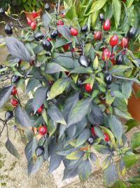 Capsicum annuum (Paprika setá 'Black Pearl')